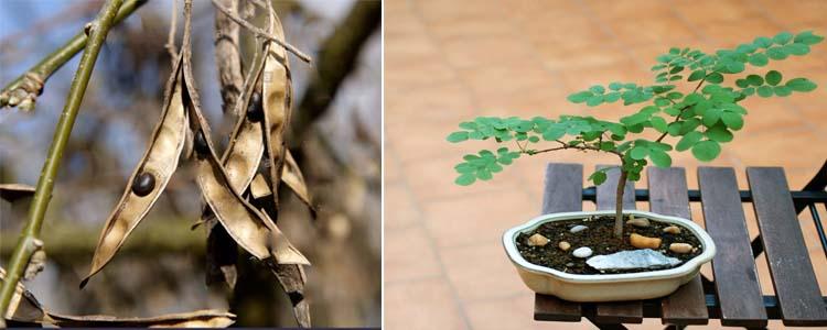 Falsa acacia semillas y cultivo en bonsai