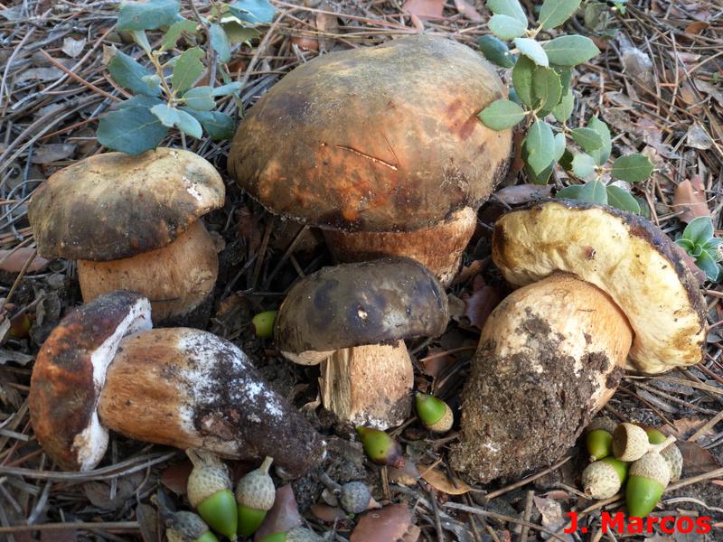 Boletus aereus. Crédito Javier Marcos.