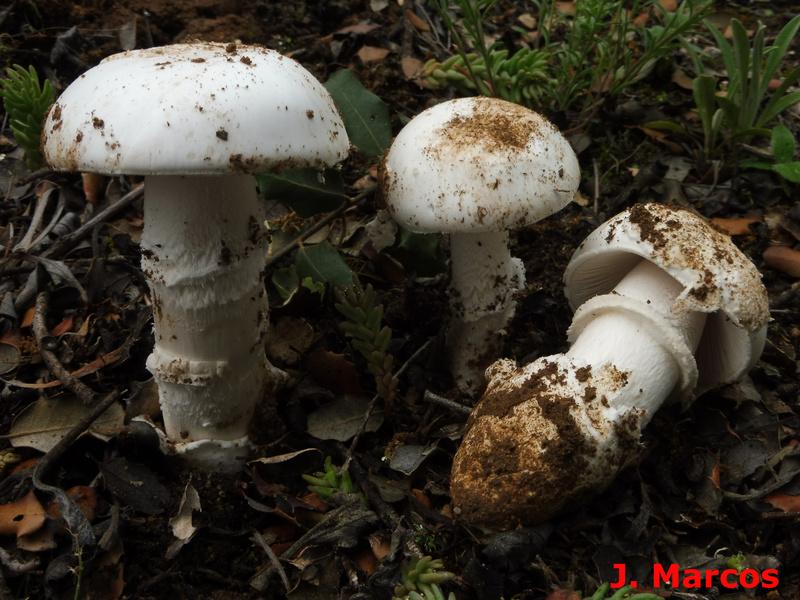 Amanita lactea. Crédito Javier Marcos.