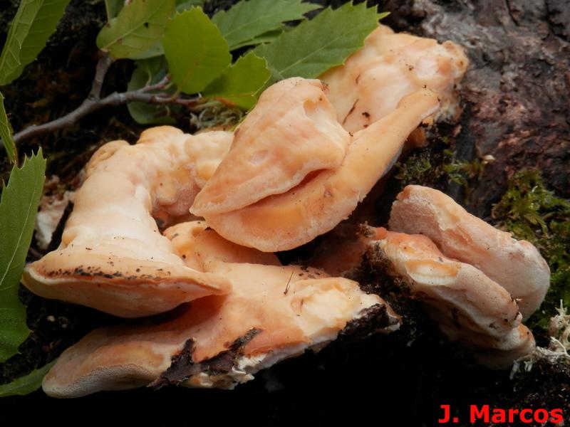 Laetiporus sulphureus. Crédito Javier Marcos.