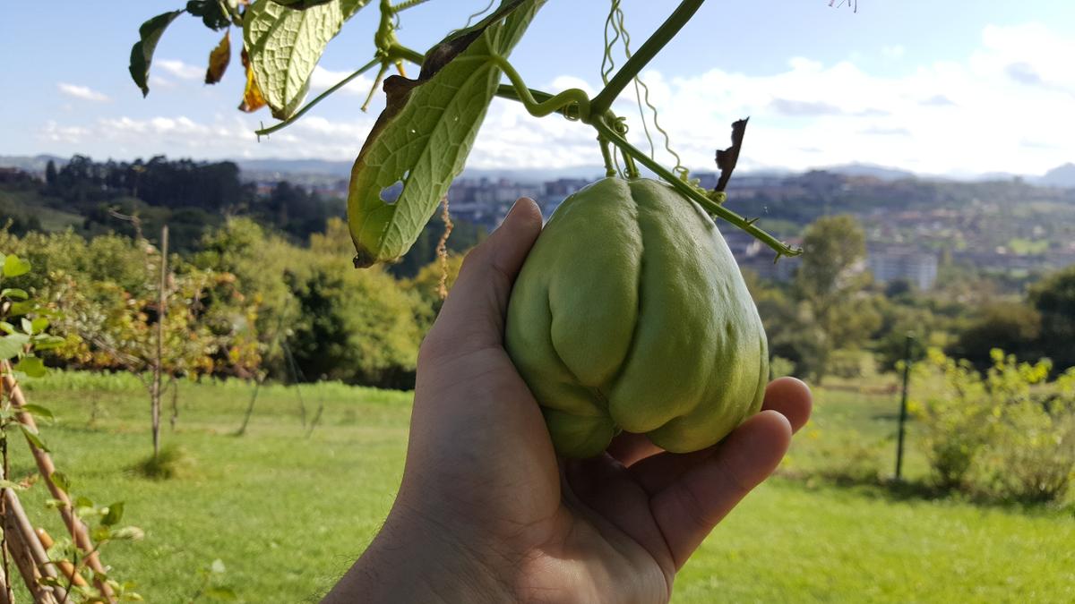 Por qué combinar manzana y chayote en el huerto y la cocina: recetas  sencillas con frutas y verduras | Plantas