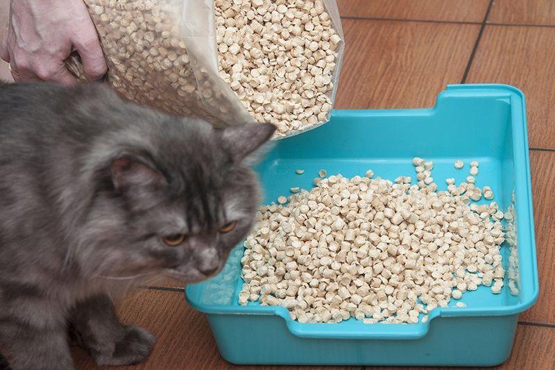 Mejor Arena Aglomerante Para Gatos