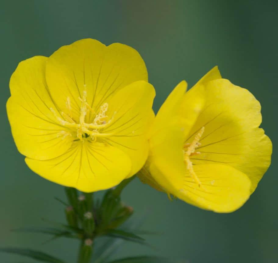 aceite de onagra contraindicaciones