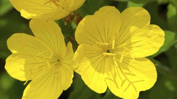 aceite de onagra propiedades