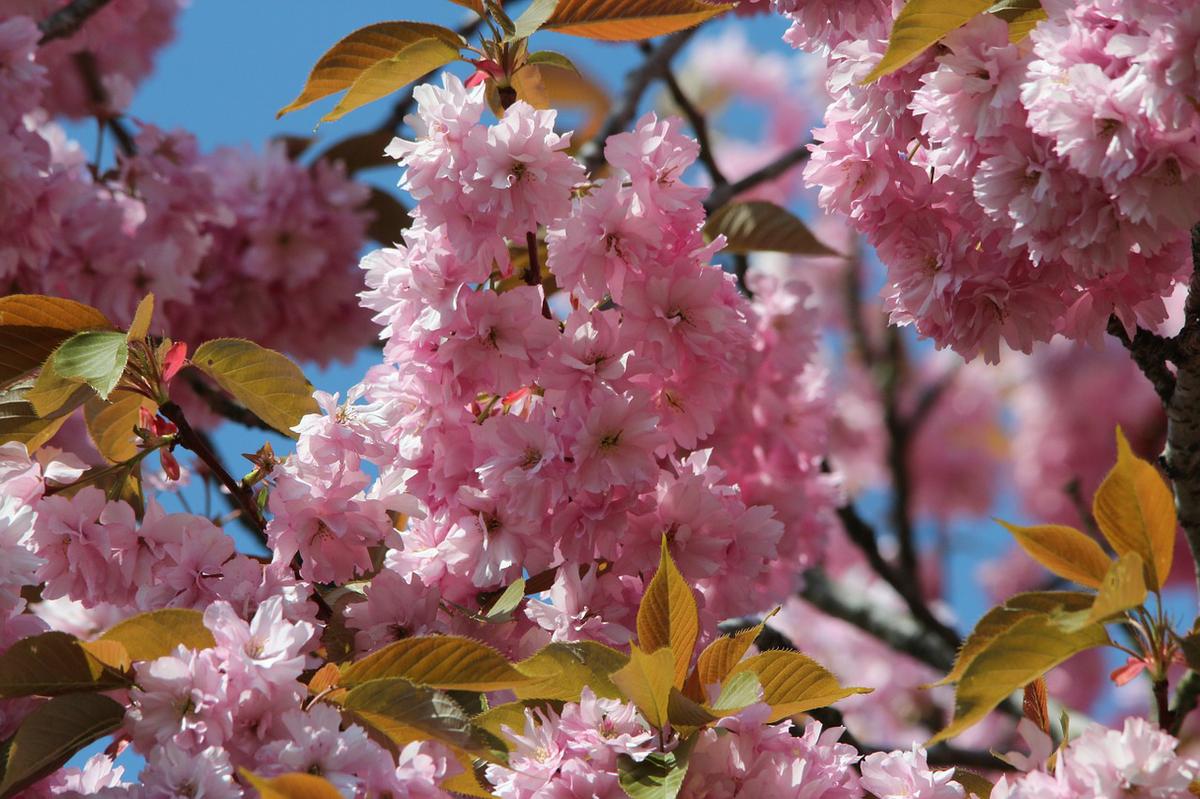 Flores de cerezo japonés