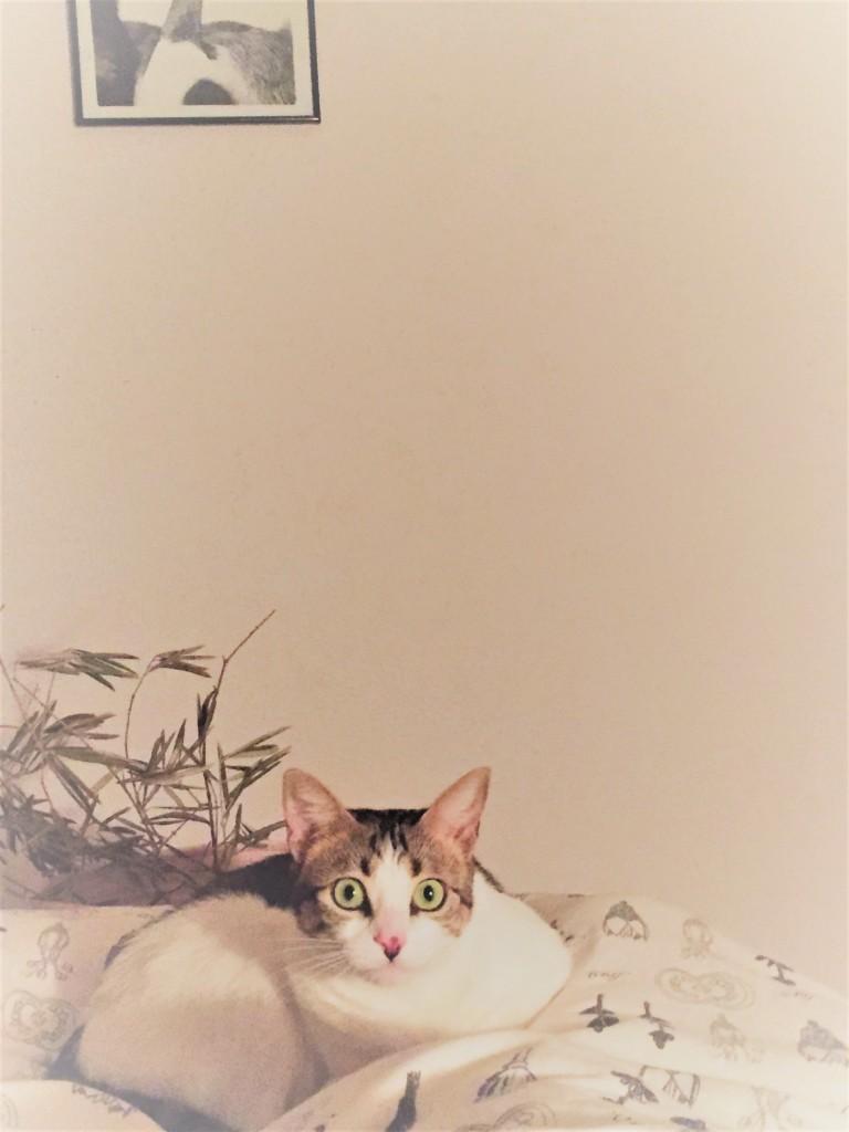 decorar tu casa con olivos