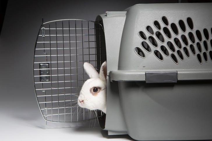 El Mejor Transportín Para Conejos