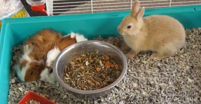 El Mejor Lecho Para Conejos