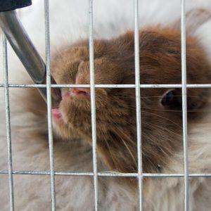 Los Mejores Bebederos Para Conejos