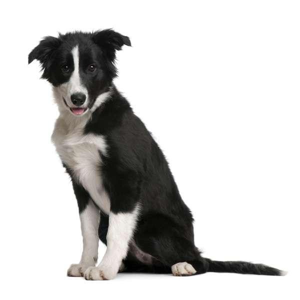 border collie