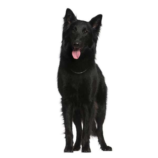 razas de perros pastores