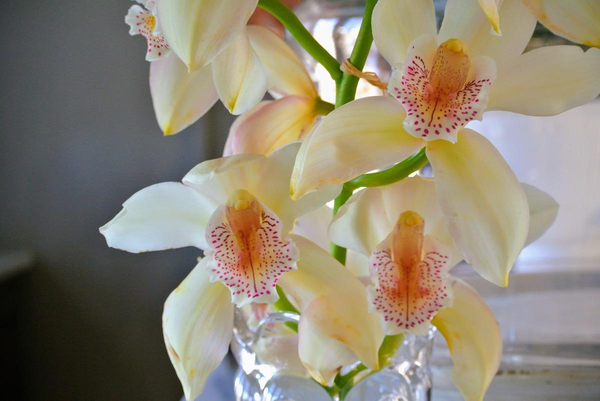 las flores de la orquidea