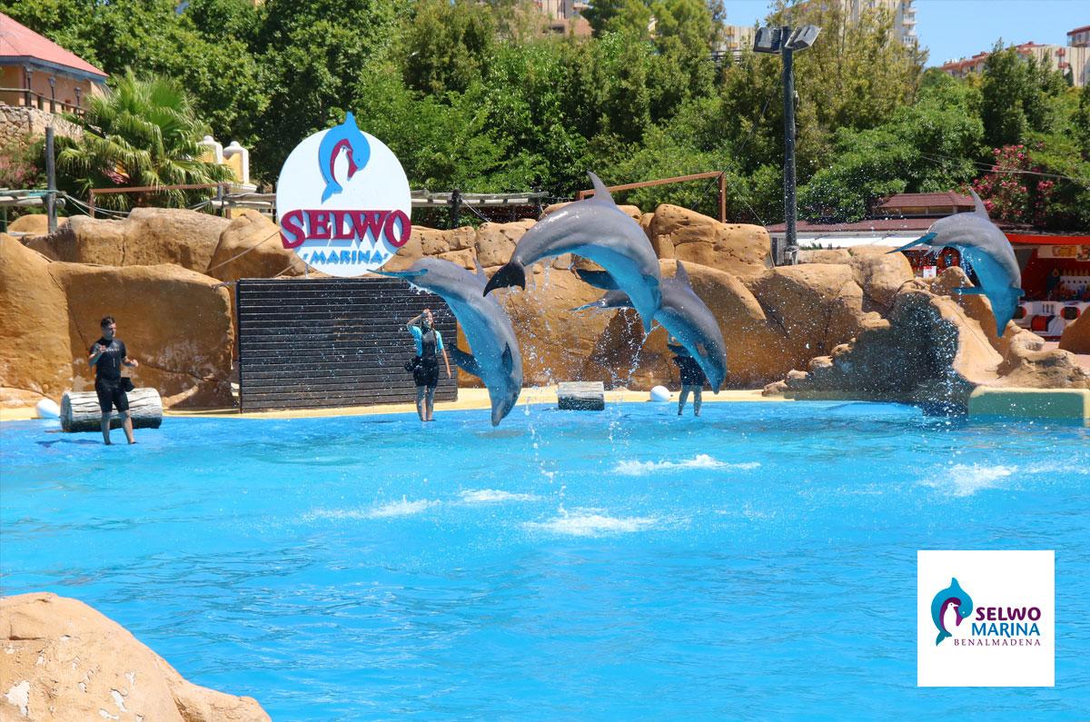 selwo marina marbesol