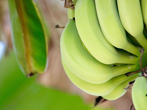 Los platanos verdes tienen menos azucar