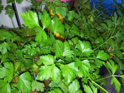 Albándigas caseras (4)