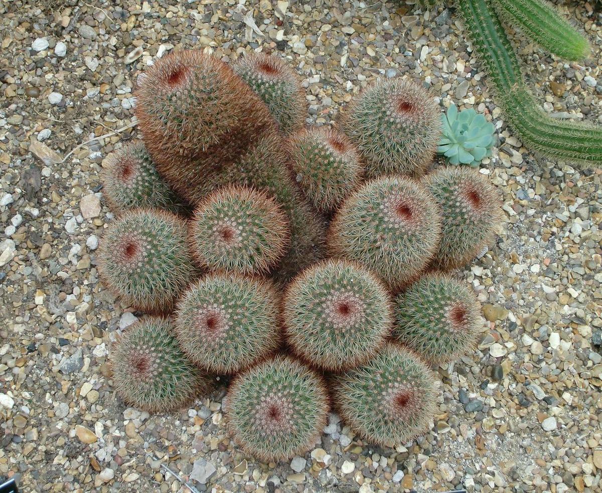 Vista de la Mammillaria spinosissima