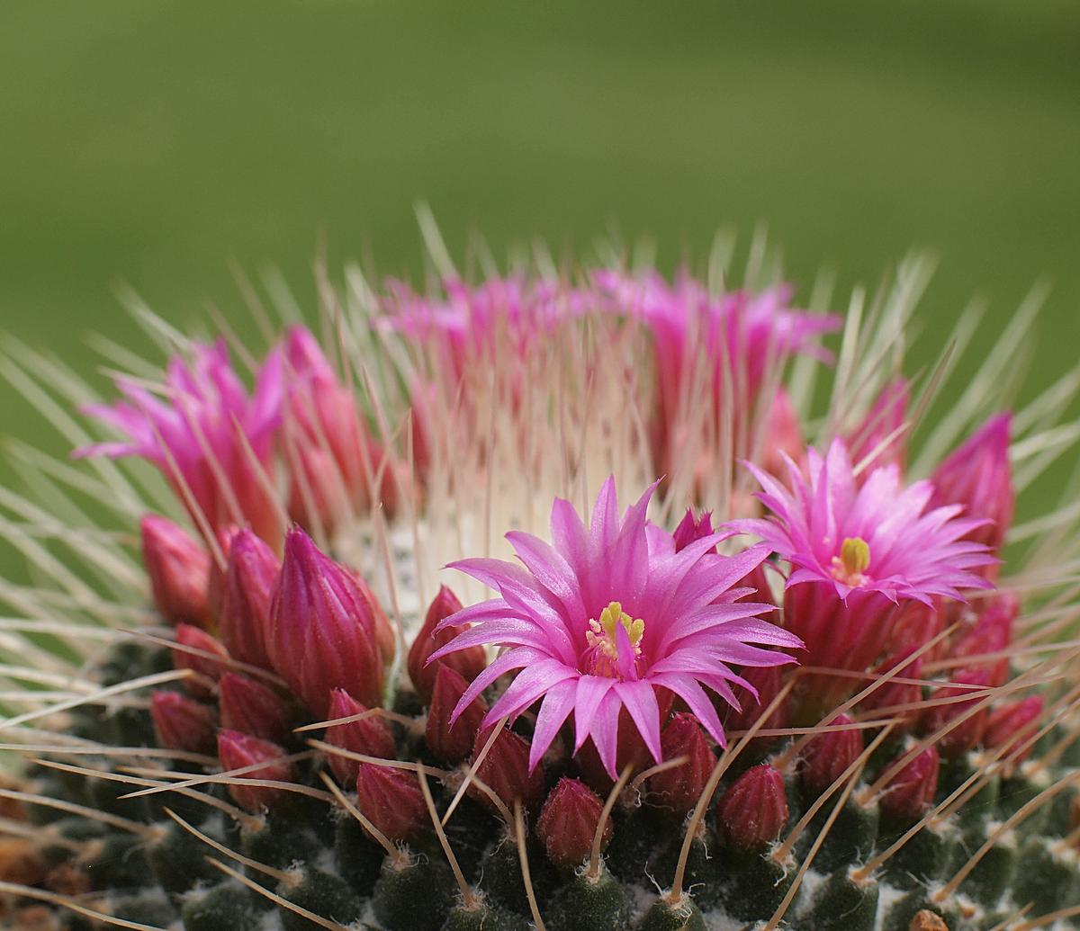 Vista de la Mammillaria spinosissima cv Un Pico