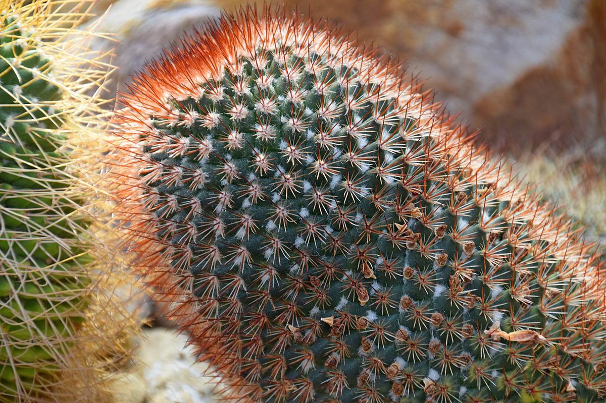 Vista de la Mammillaria spinosissima roja
