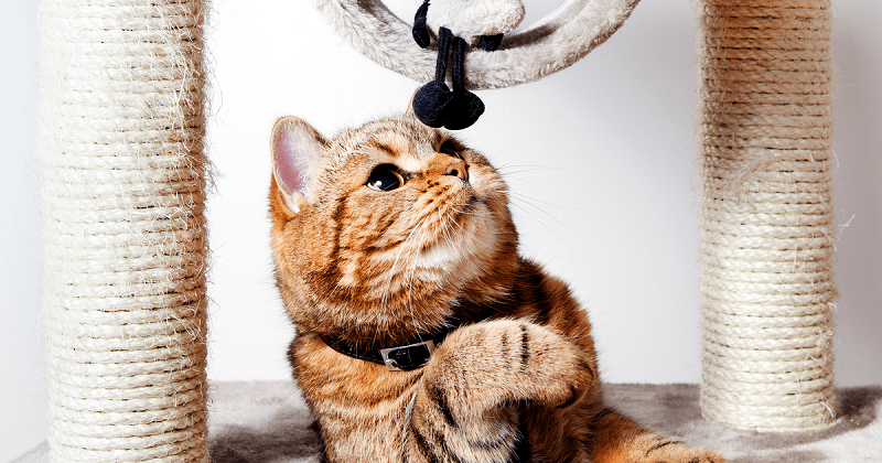 Mejores Rascadores Para Gatos