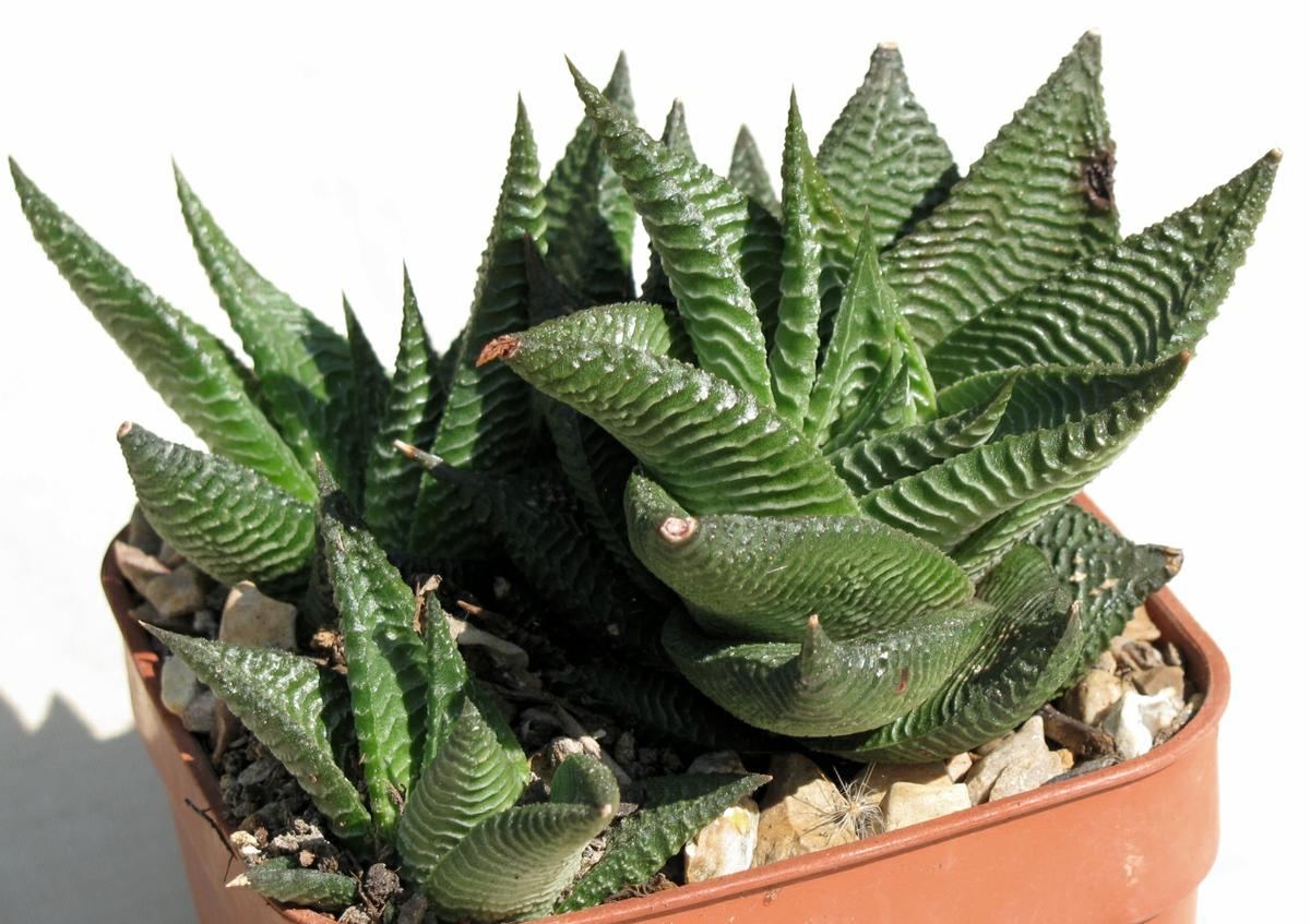 La Haworthia limifolia es una suculenta