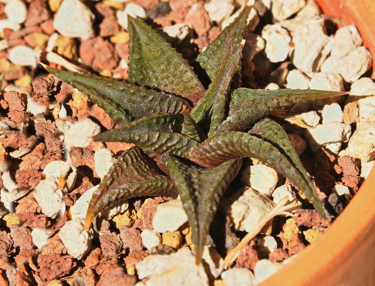Vista de la Haworthia limifolia