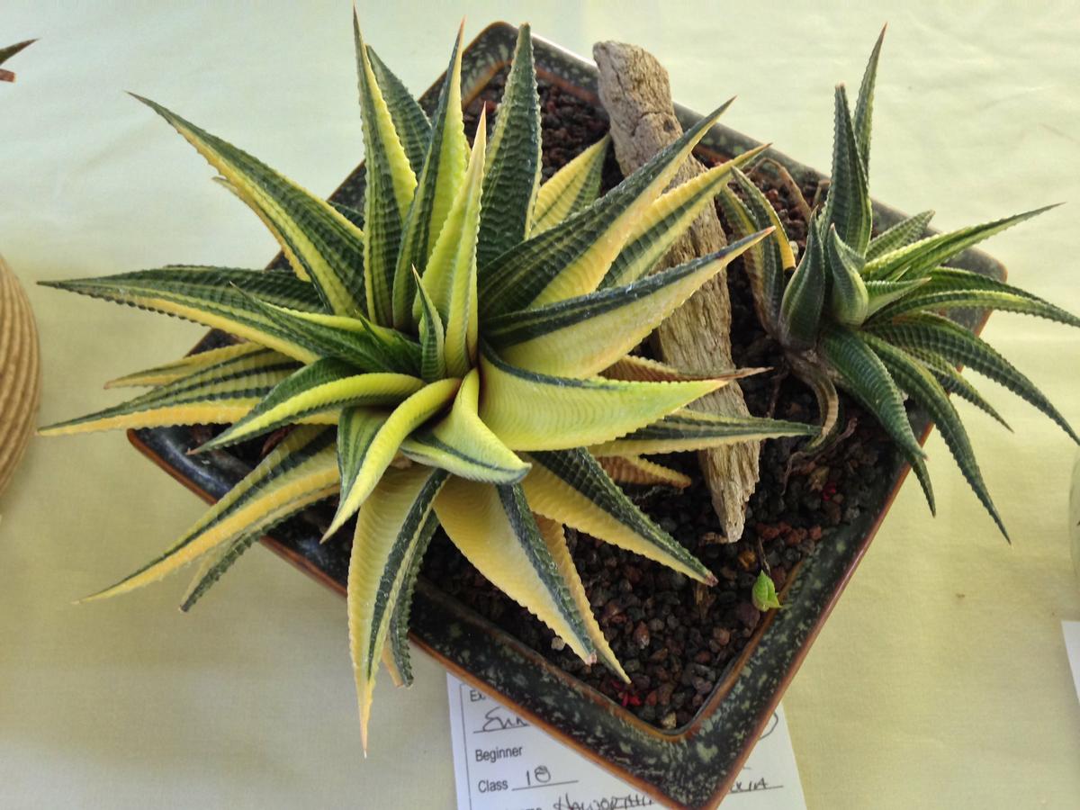 Vista de la Haworthia limifolia f variegata
