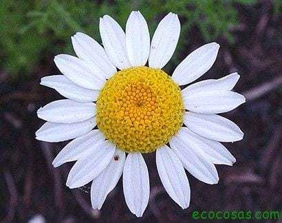 infusiones beneficios