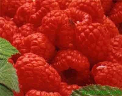 infusiones saludables