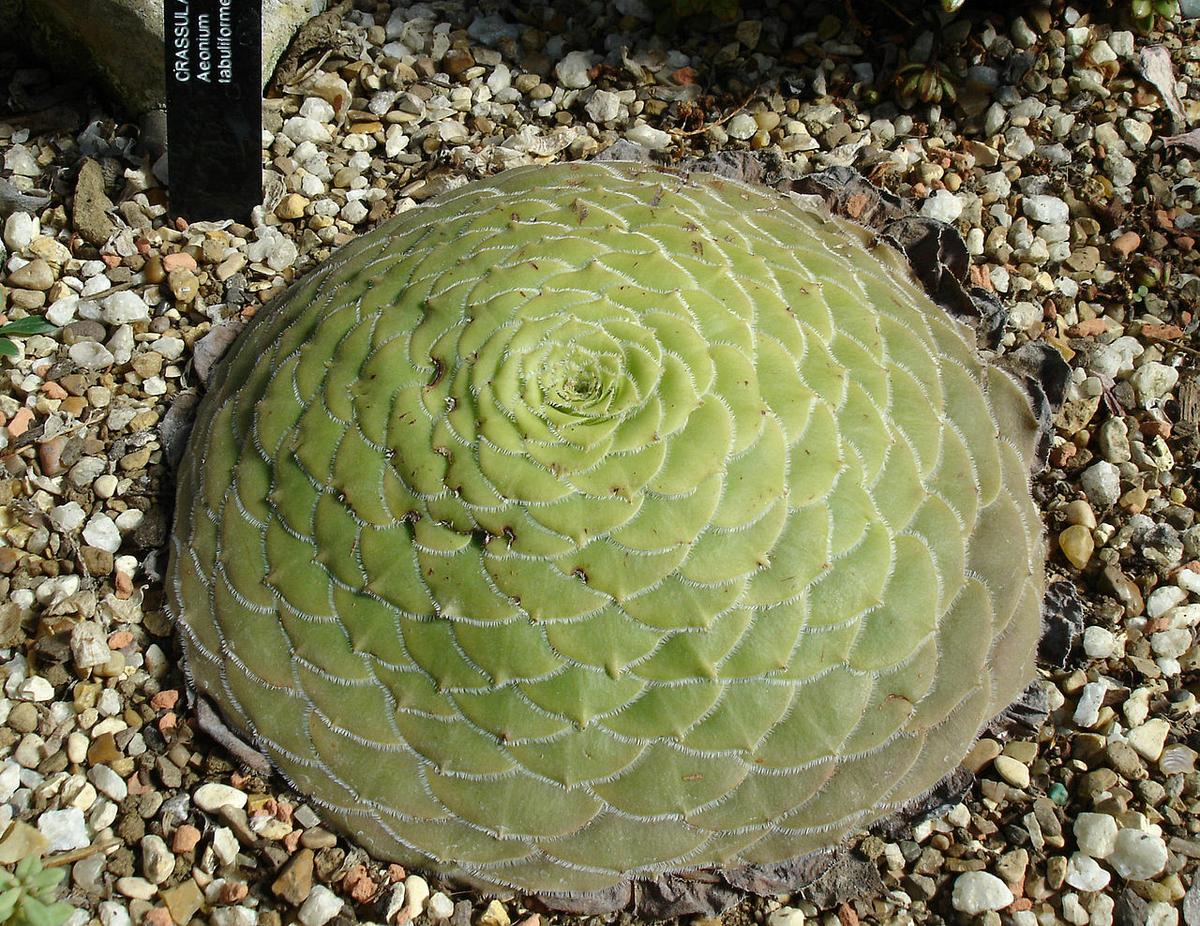 Vista del Aeonium tabulaeforme