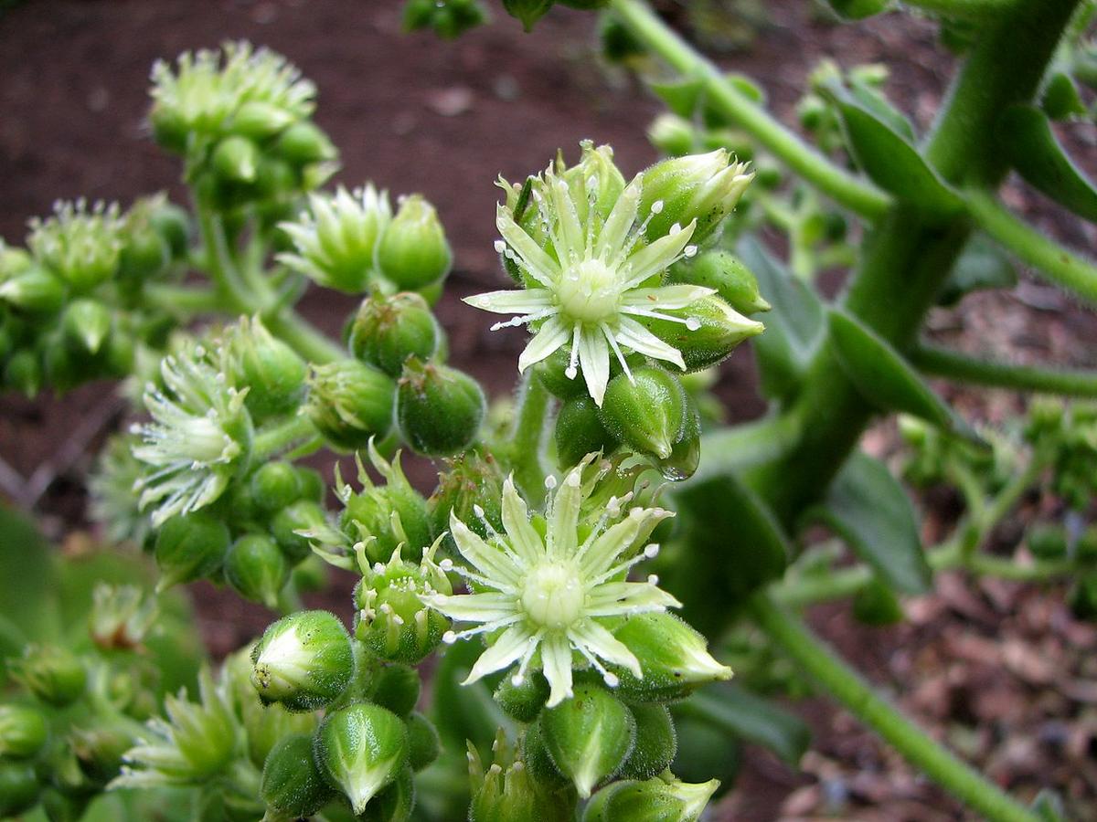 Vista de las flores del Aeonium