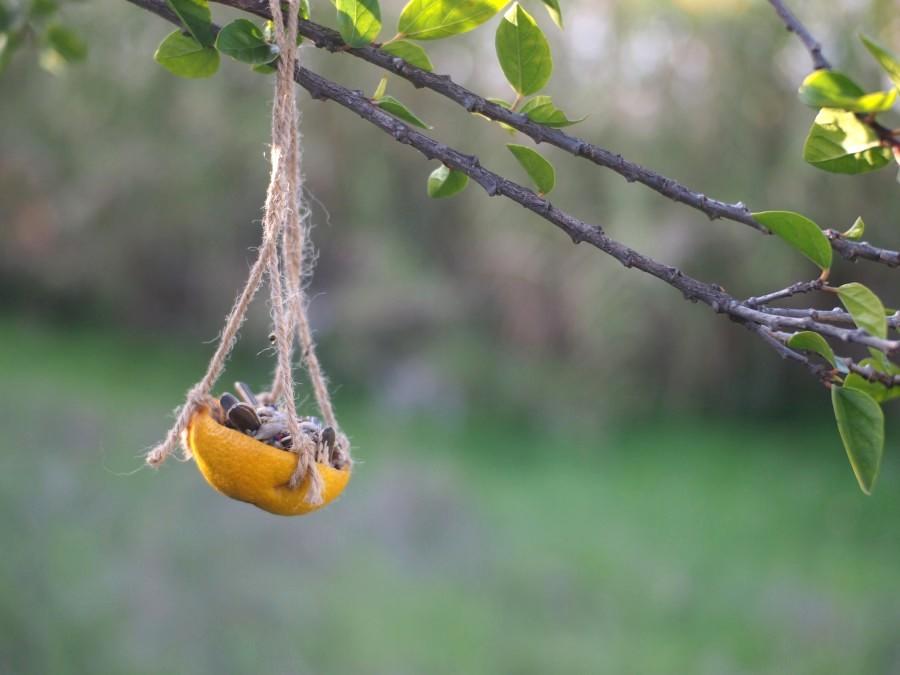 Comedero de cáscara de naranja colgado de ram con semillas para pájaros