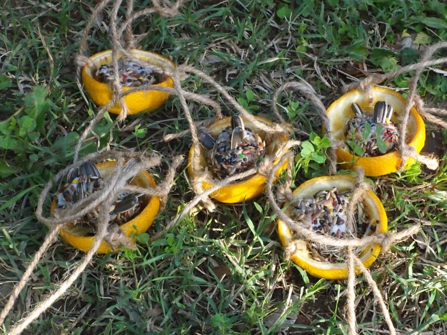 Comederos de aves mini hechos con cascaras de naranja y colgados con pita