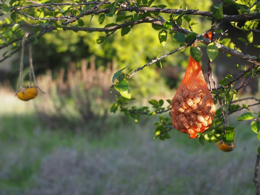Mini comederos colgados de un árbusto