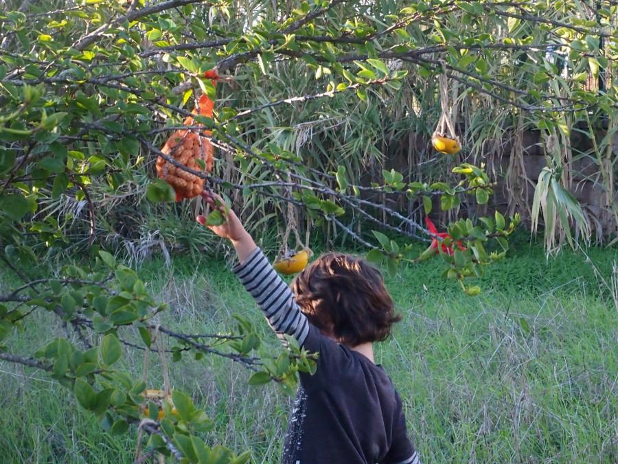 Nico colocando los comeros en el árbol