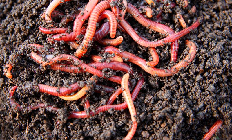 humus de lombriz