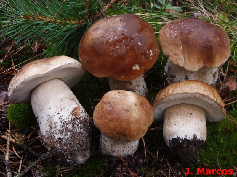 Hongos cistófilos ¿Qué setas podemos encontrar en jarales? Plantas