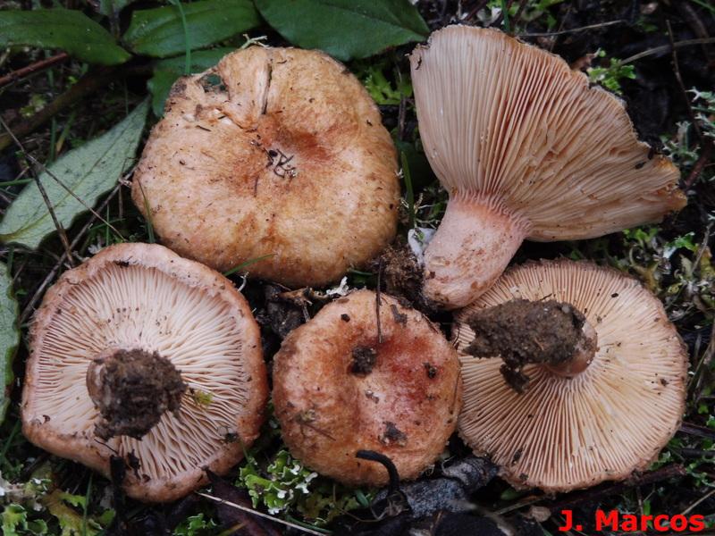 Hongos cistófilos ¿Qué setas podemos encontrar en jarales? Plantas