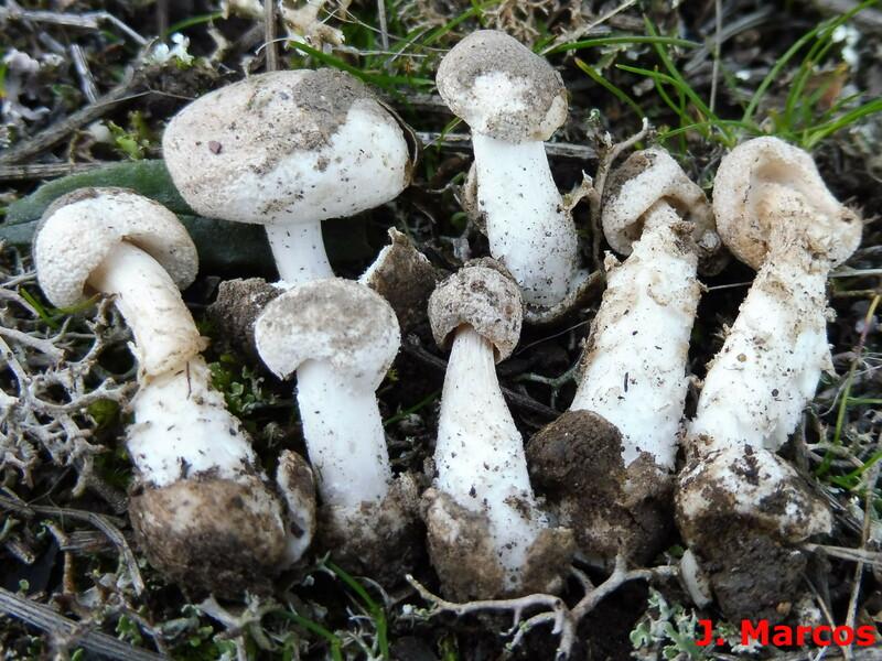 Hongos cistófilos ¿Qué setas podemos encontrar en jarales? Plantas