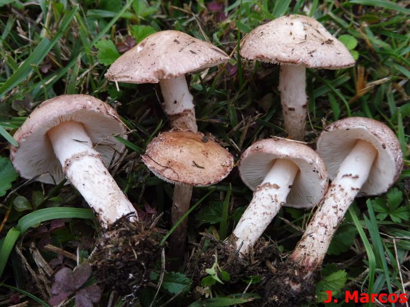 Lepiota brunneoincarnata. Crédito: Javier Marcos