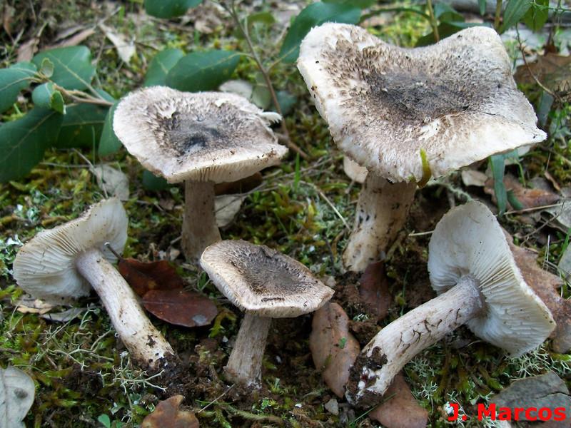 Tricholoma squarrulosum. Crédito: Javier Marcos