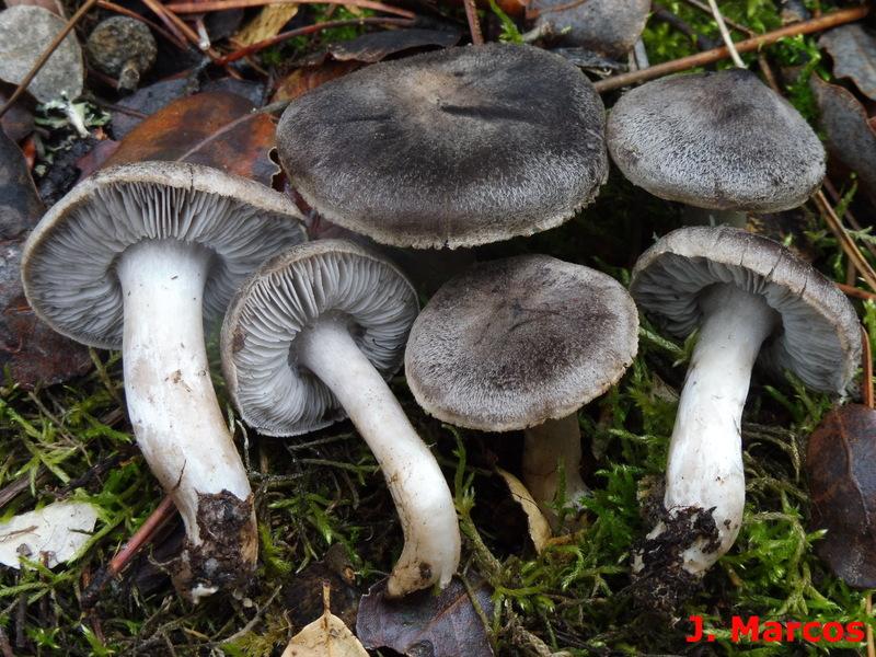Tricholoma triste. Crédito: Javier Marcos