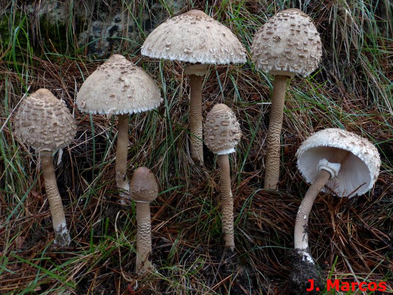 Macrolepiota procera. Crédito Javier Marcos.