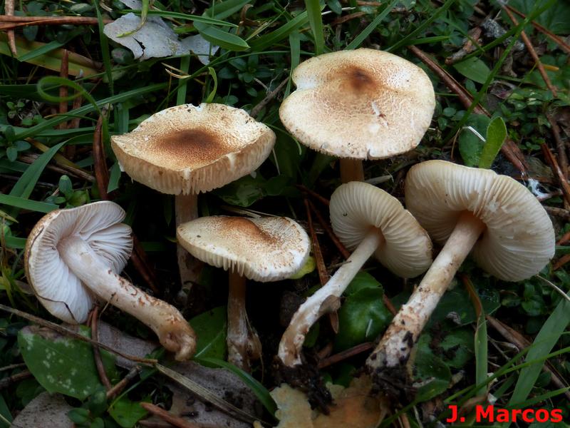 Lepiota castanea. Crédito Javier Marcos.