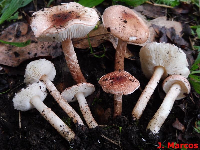 Lepiota subincarnata. Crédito Javier Marcos.