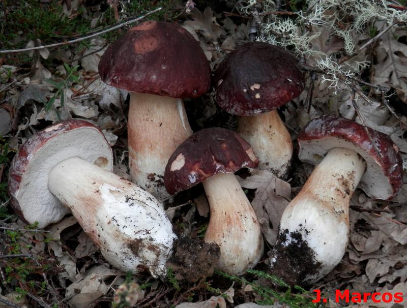 Boletus pinophilus. Crédito: Javier Marcos