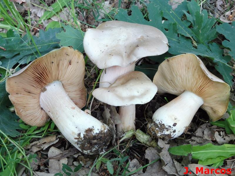 Entoloma sinuatum. Crédito: Javier Marcos