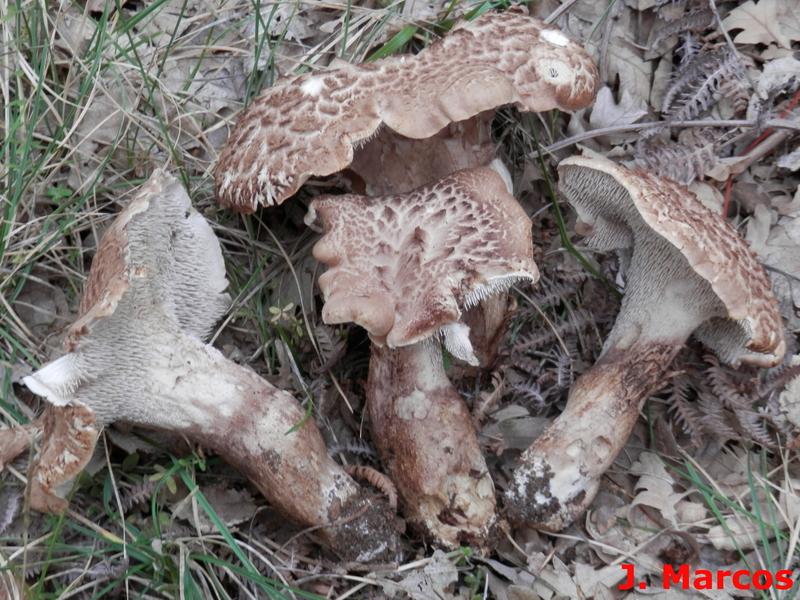 Sarcodon quercinofibulatus. Crédito Javier Marcos.