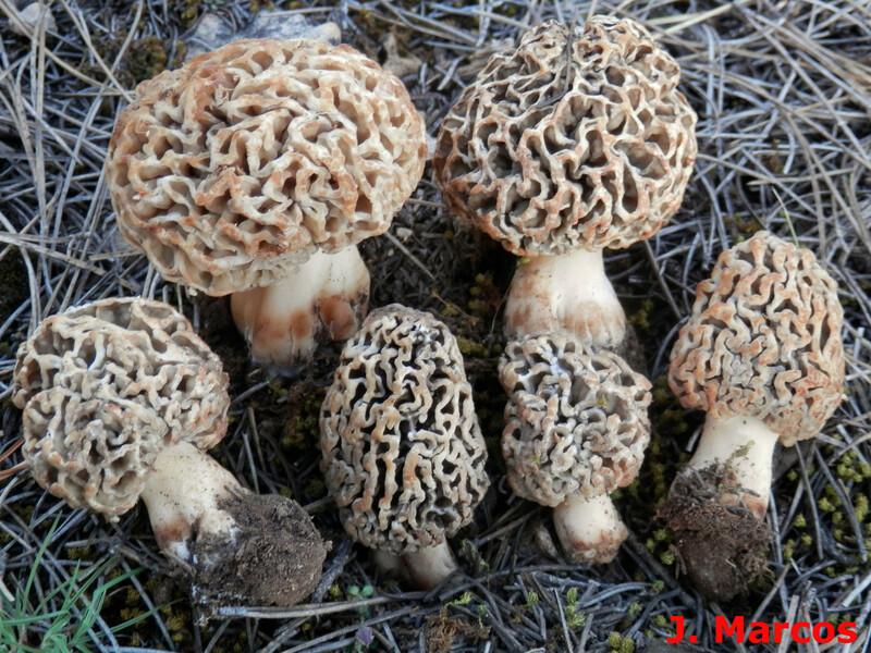 Morchella dunensis. Crédito: Javier Marcos