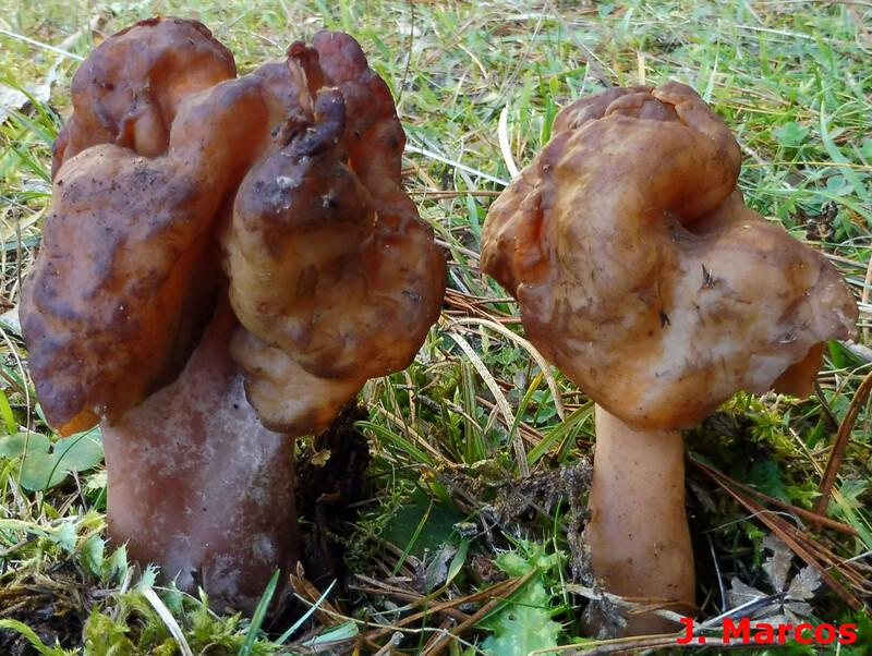 Gyromitra infula. Crédito: Javier Marcos