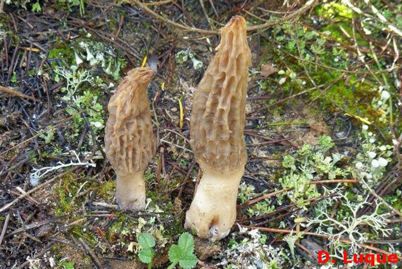 Morchella rufobrunnea. Crédito: Diego Luque